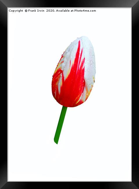 Beautiful variegated Tulip Framed Print by Frank Irwin