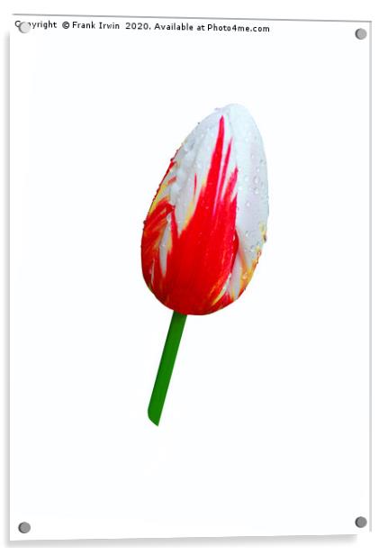 Beautiful variegated Tulip Acrylic by Frank Irwin