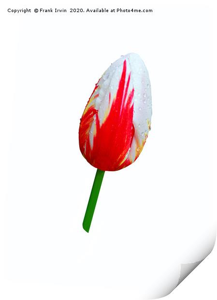 Beautiful variegated Tulip Print by Frank Irwin