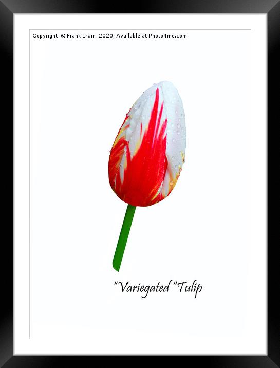 Beautiful Variegated Tulip Framed Mounted Print by Frank Irwin