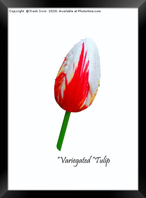 Beautiful Variegated Tulip Framed Print by Frank Irwin