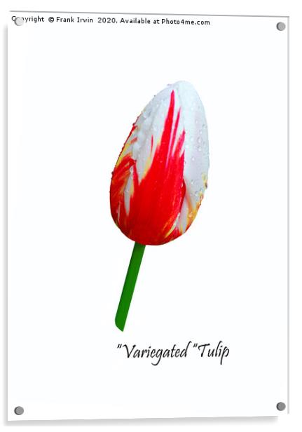 Beautiful Variegated Tulip Acrylic by Frank Irwin