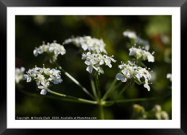 Cow Parsley Framed Mounted Print by Nicola Clark