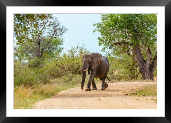 African Elephant walking along dirt road Framed Mounted Print by Chris Rabe