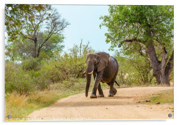 African Elephant walking along dirt road Acrylic by Chris Rabe