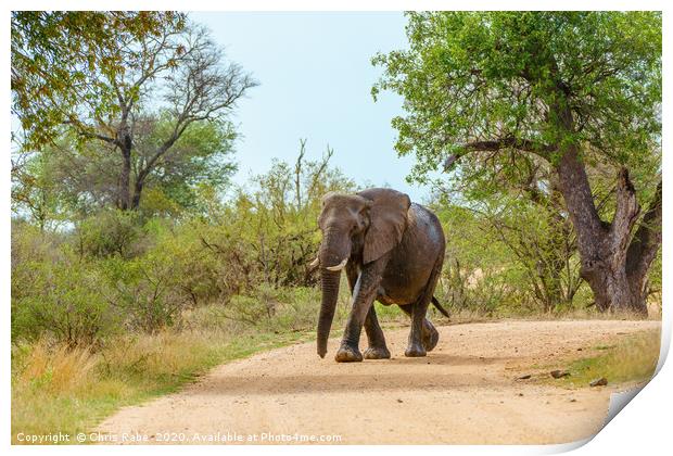 African Elephant walking along dirt road Print by Chris Rabe