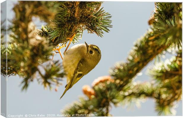 Goldcrest hanging from pine branch Canvas Print by Chris Rabe