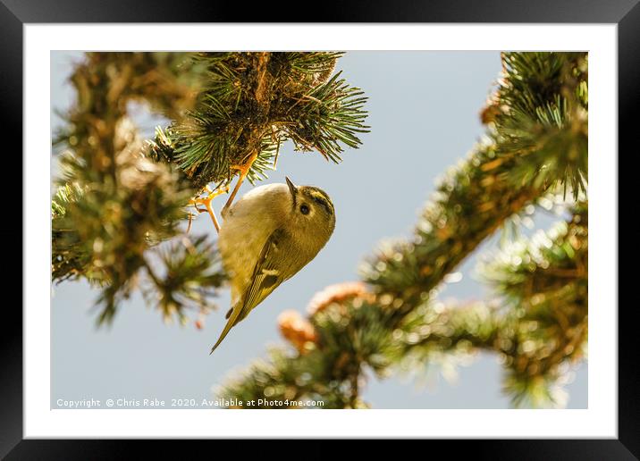 Goldcrest hanging from pine branch Framed Mounted Print by Chris Rabe