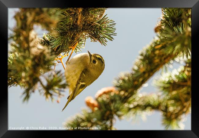 Goldcrest hanging from pine branch Framed Print by Chris Rabe