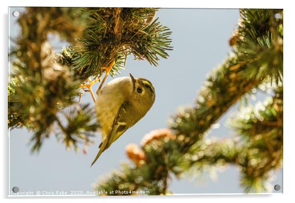 Goldcrest hanging from pine branch Acrylic by Chris Rabe