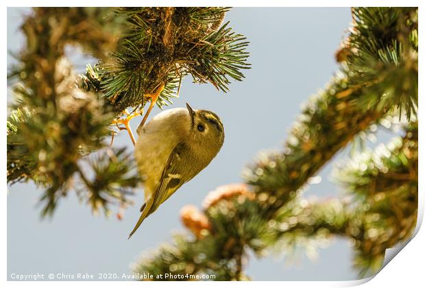 Goldcrest hanging from pine branch Print by Chris Rabe