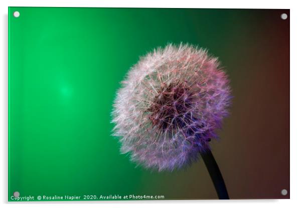 Dandelion head green Acrylic by Rosaline Napier
