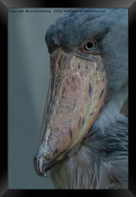 Shoebill Profile Framed Print by rawshutterbug 