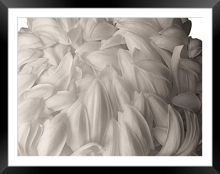 White Chrysanthemum Framed Mounted Print by Nicola Hawkes