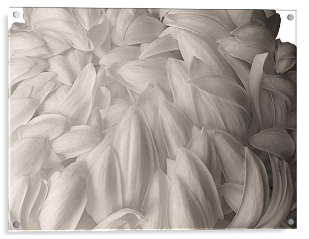 White Chrysanthemum Acrylic by Nicola Hawkes