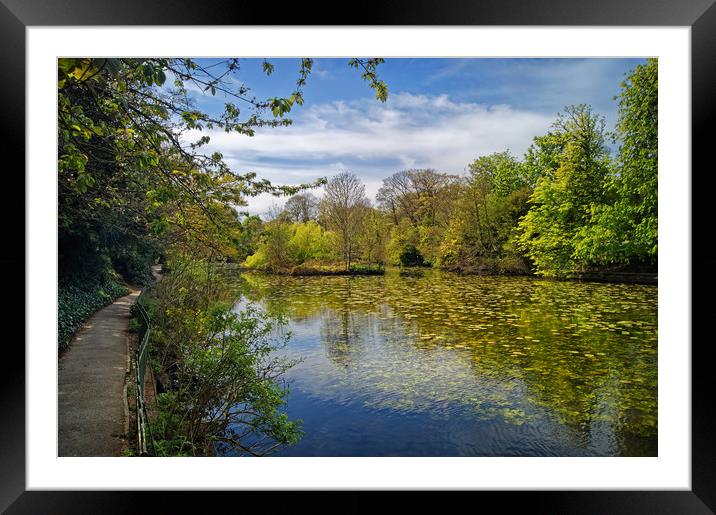 Graves Park Pond                       Framed Mounted Print by Darren Galpin
