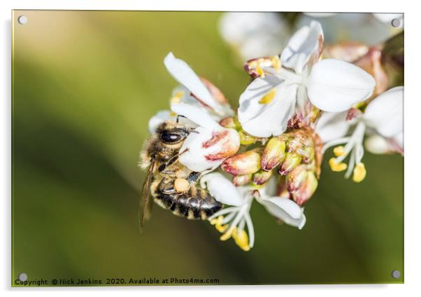 Bee on a Pieris Japonica Flower Springtime Acrylic by Nick Jenkins