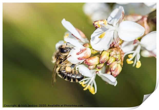 Bee on a Pieris Japonica Flower Springtime Print by Nick Jenkins