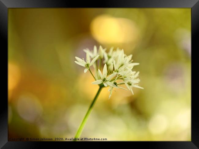 Sunlit  wild garlic flower Framed Print by Simon Johnson