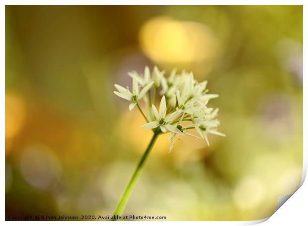 Sunlit  wild garlic flower Print by Simon Johnson