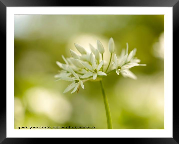 Wild garlic flower close up Framed Mounted Print by Simon Johnson