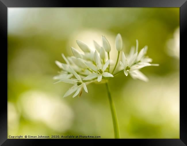 Wild garlic flower close up Framed Print by Simon Johnson