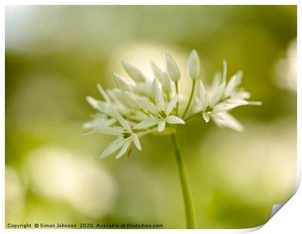 Wild garlic flower close up Print by Simon Johnson