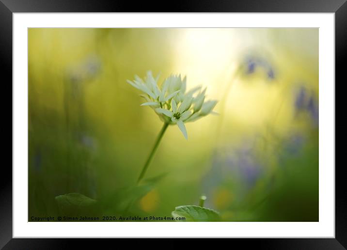 Wild garlic flower Framed Mounted Print by Simon Johnson