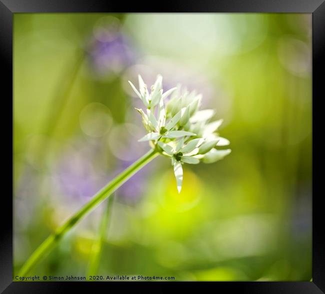 wild garlic flower Framed Print by Simon Johnson