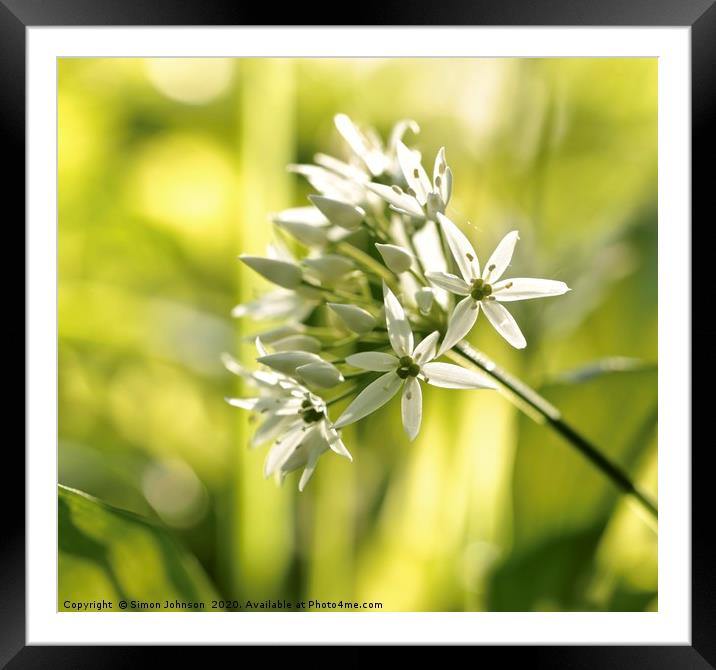 wild garlic flower Framed Mounted Print by Simon Johnson