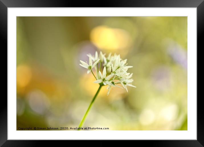 Sunlit garlic Flower Framed Mounted Print by Simon Johnson