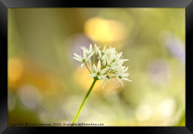 Sunlit garlic Flower Framed Print by Simon Johnson
