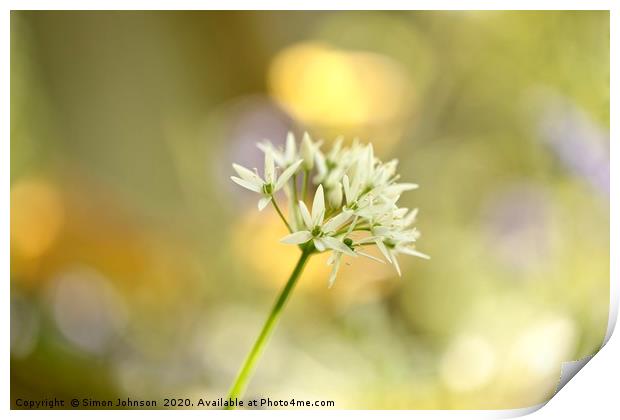 Sunlit garlic Flower Print by Simon Johnson