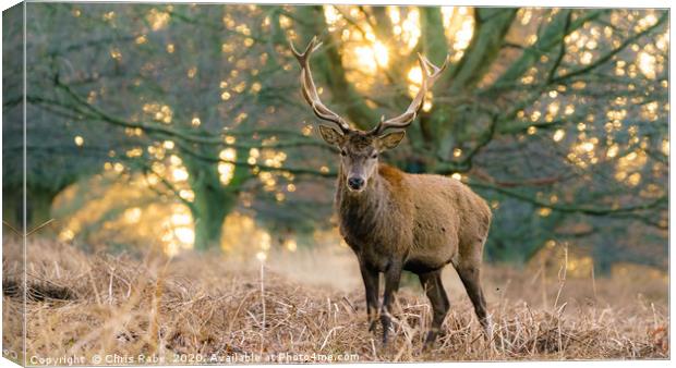 Red deer stag at dawn Canvas Print by Chris Rabe