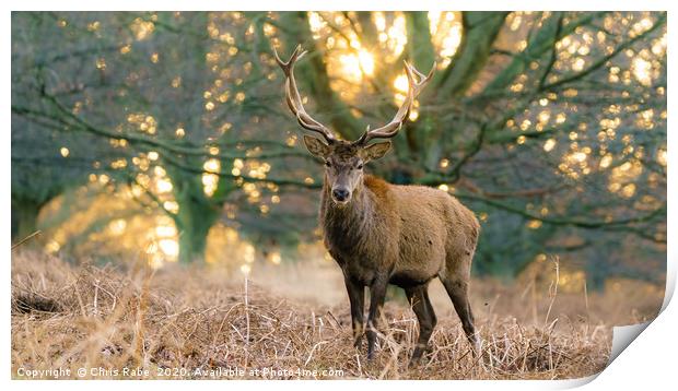 Red deer stag at dawn Print by Chris Rabe