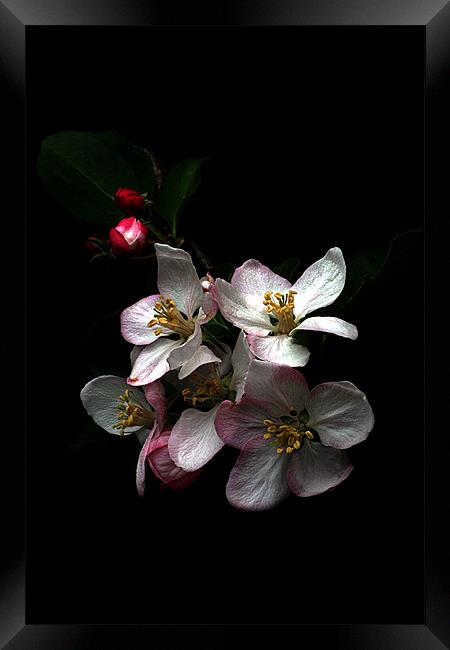 Apple blossom Framed Print by Doug McRae