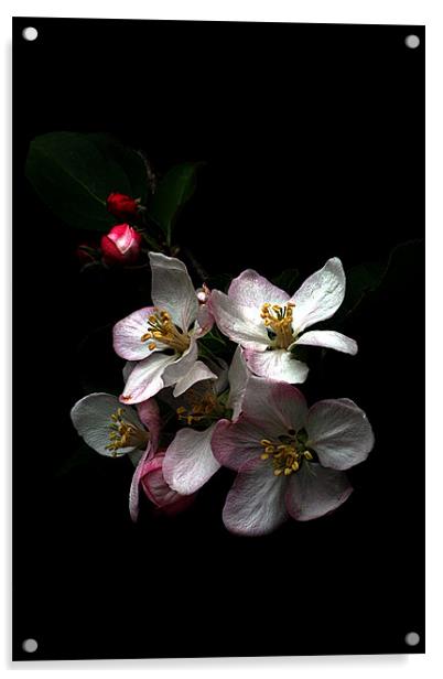 Apple blossom Acrylic by Doug McRae