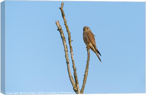 Common Kestrel sitting proudly at the top of dead  Canvas Print by Chris Rabe
