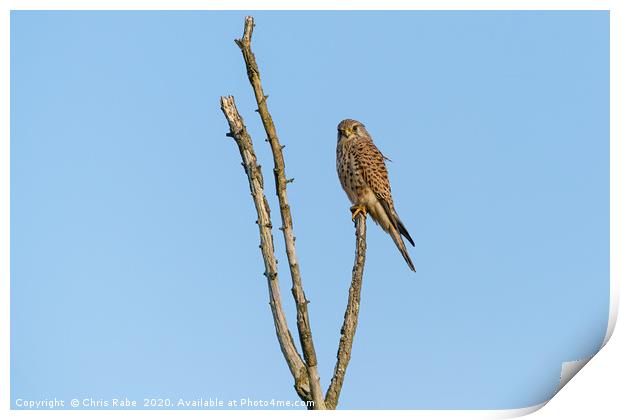 Common Kestrel sitting proudly at the top of dead  Print by Chris Rabe