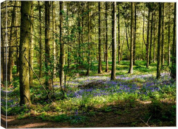 Bluebells in Spring Canvas Print by Jason Williams