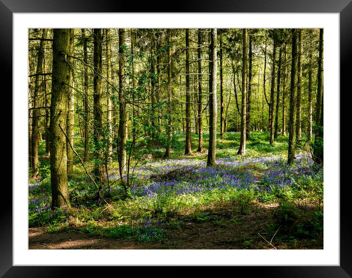 Bluebells in Spring Framed Mounted Print by Jason Williams