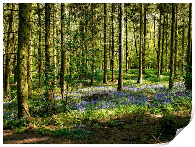 Bluebells in Spring Print by Jason Williams