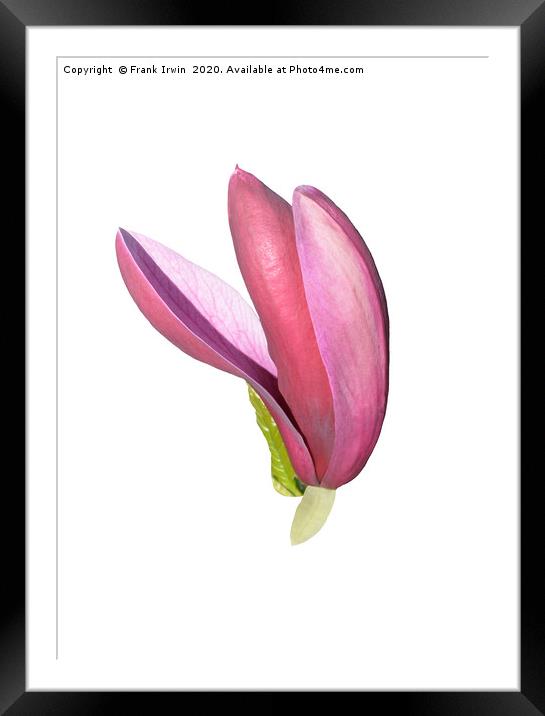 Flower from a beautiful Magnolia shrub. Framed Mounted Print by Frank Irwin
