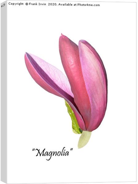 Flower from a beautiful Magnolia shrub. Canvas Print by Frank Irwin