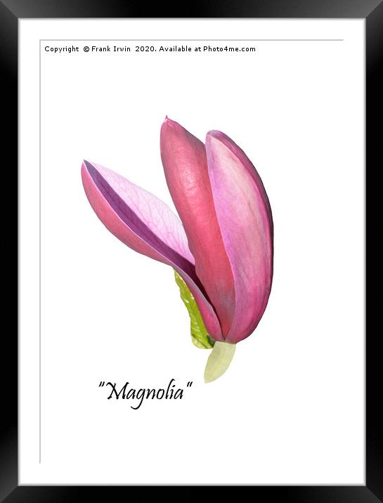 Flower from a beautiful Magnolia shrub. Framed Mounted Print by Frank Irwin