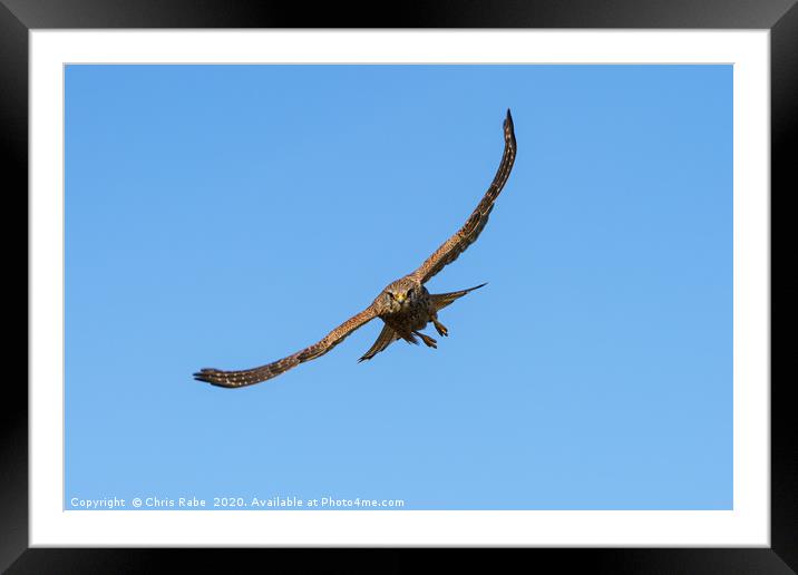 Common Kestrel incoming Framed Mounted Print by Chris Rabe
