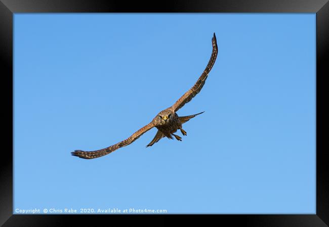 Common Kestrel incoming Framed Print by Chris Rabe