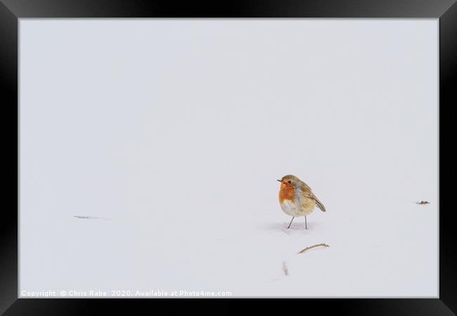 European Robin in snow Framed Print by Chris Rabe