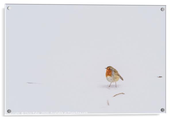 European Robin in snow Acrylic by Chris Rabe