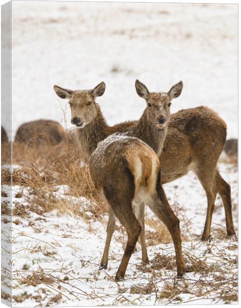 Red deer doe in snow Canvas Print by Chris Rabe